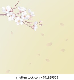 Flower Background, Sakura, Petals 
