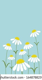 Flower background. Stylized Daisies of different sizes on a blue sky background. Vertical banner. Wallpaper for social media stories.  Floral vector illustration.