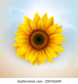 Flower Background with sunflower, vector illustration.