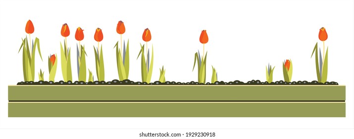 Flower bed with growing tulips. 