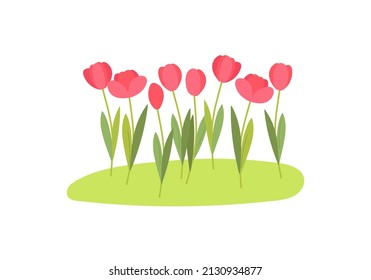 Flower bed with tulips. Red flowers grow on green lawn. Spring flowers for spring holiday design. Garden flower bed. Colored cartoon flat vector illustration.