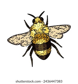 flower bee hand drawn. pollinate honey, cute black, fly sketch flower bee vector sketch. isolated color illustration