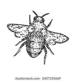 flower bee hand drawn. pollinate honey, cute black, fly sketch flower bee vector sketch. isolated black illustration