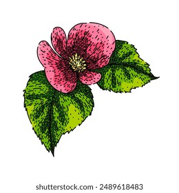 flor begonia dibujada a mano. planta de rosa, maceta de tuberhybrida, flor de primavera begonia boceto de Vector. ilustración de color aislado