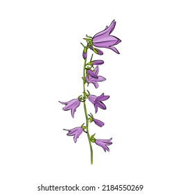 flower of bell, vector drawing wild plant isolated at white background , hand drawn botanical illustration