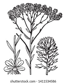 Die Blume ist zweiseitig in Form, mit zwei großen, blättrigen Gängen an den Seiten, die oft als "Flügel" bezeichnet werden, und drei kleineren Gänseblümchen dahinter, Vintage-Linien-Zeichnung oder Gravur-Illustration.