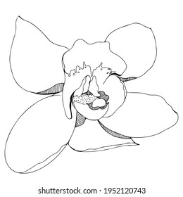 Flower black line contour for coloring book or page. Flower coloring.