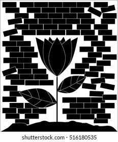 Flower black wall background