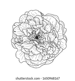 Dibujo vectorial aislado en blanco y negro de flores