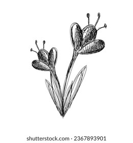 The flower is a black and white sketch. Vector