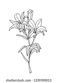 A flower black and white vector