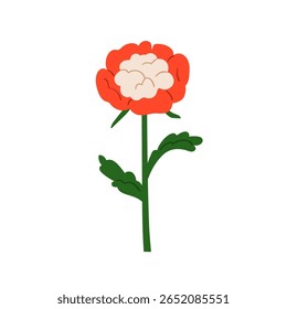 Flor flor, peônia de chapéu branco com pétalas bicolor, folhas, lindo botão exuberante. Caule de planta floral, flor de jardim de primavera. Decoração da natureza de verão, decoração botânica. Ilustração de vetor plano isolada