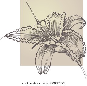 Flower blooming Hemerocallis