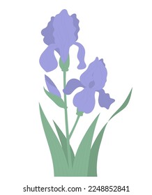 Blühende Iris mit Knospen und Blättern. Vektorgrafik. Schöne lila Sommergarten für Design, Dekoration und Druck.