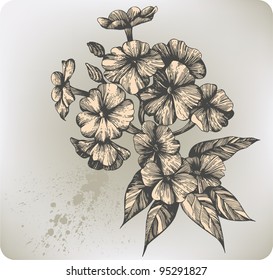 Flower blooming phlox, hand-drawing. Vector illustration.