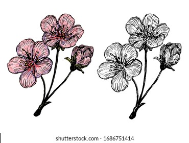 Featured image of post Flower Images For Drawing With Colour - See more ideas about drawings, flower drawing, coloring pages.