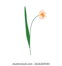 Flor, narciso. Caule floral da planta, flor de jardim com broto suave, folha, pétalas delicadas. Linda primavera e flora de verão. Ilustração vetorial plana botânica isolada sobre fundo branco
