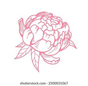 Flower blossom. Floral head, Japanese peony bloom. Vintage contoured garden bud. Retro style engraved detailed botanical drawing. Outlined hand-drawn vector illustration isolated on white background