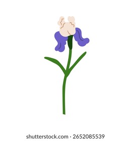 Flor, haste da íris. Flor suave lindo jardim com folhas. Flora natural da primavera. Planta floral de verão, ramo. Ilustração vetorial gráfica plana botânica isolada sobre fundo branco