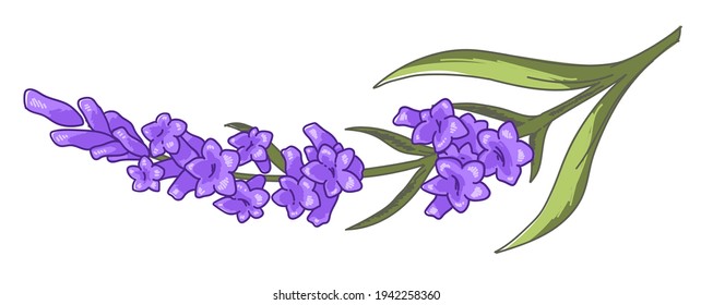 Flower in blossom, purple lavender branch with leaves and blooming. Isolated twig, decorative bouquet with foliage. Seasonal plant, summer or spring, romantic present gift. Vector in flat style