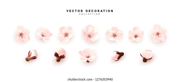 Flower blossom sakura. Design of realistic floral buds isolated on white background