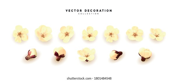 Flower blossom sakura. Realistic floral buds isolated on white background. Vector illustration