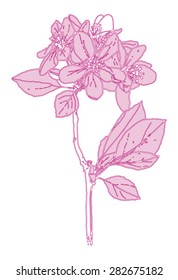 Flower - blossoming apple tree branch - vector drawing