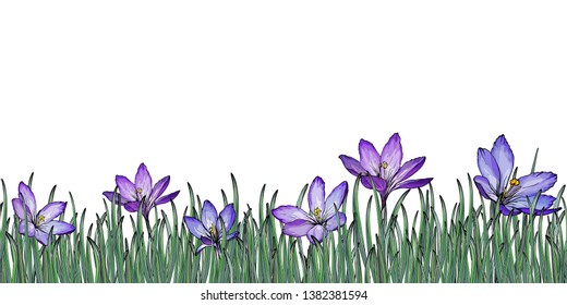 Flower border with blue crocuses and green leaves.