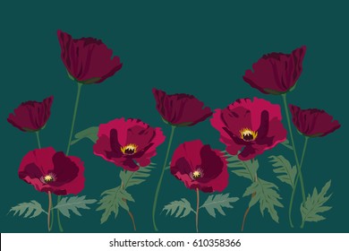 flower border. hand drawn vector  poppy 