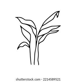 Flower Botanical Floral Detail Outline Illustration 