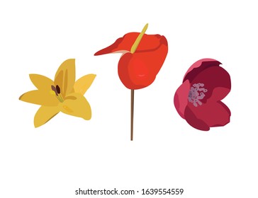 Flower Botanical Vector Illustrations - Set of Flower - Vector isolated icons illustration