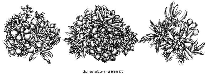 Flower bouquet of black and white succulent echeveria, succulent echeveria, succulent