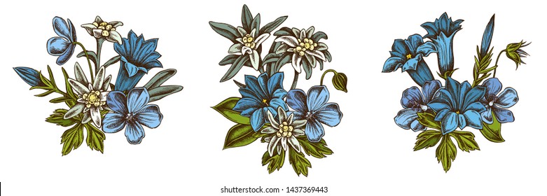 Flower bouquet of colored edelweiss, meadow geranium, gentiana