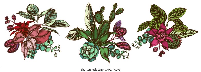 Flower bouquet of colored ficus, iresine, kalanchoe, calathea, guzmania, cactus
