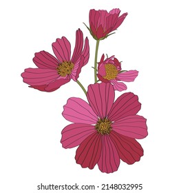 Blumenstrauß mit Cosmos-Blumen im einfachen Linienstil einzeln auf weißem Hintergrund. Vorlage für Einladungskarte. Viereckige Komposition. 