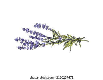 Ramo de flores de lavanda de procedencia fresca, ilustración vectorial de color dibujada a mano aislada en fondo blanco. Ramas aromáticas de lavanda con flores azuladas-violetas.