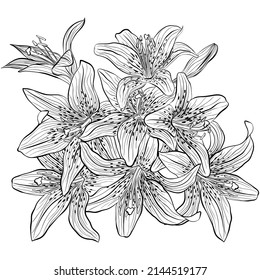 Flower bouquet with lilies. Flower composition for decoration of invitations for a wedding, birthday, holiday. Design for coloring book. Vintage hand draw sketch illustration isolated on white