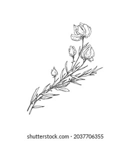 Flower Branch with Petals Hand Drawn Doodle Vector Illustration. Floral Sketch Style Drawing. Isolated.