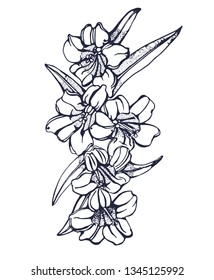 flower branch vector illustration hand drawing isolated on white background