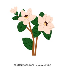 Flower branches, magnolia blossoms and leaf. Floral garden bloom with large delicate gentle gorgeous petals. Spring plant. Botanical flat graphic vector illustration isolated on white background