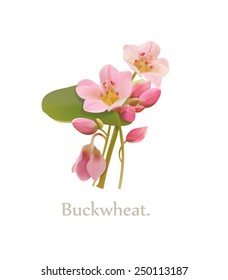 Flower buckwheat. Vector illustration on white background. 10 eps.