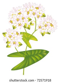 Flower buckwheat. Vector illustration on white background.
