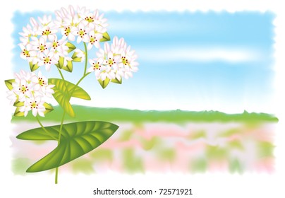 Flower buckwheat. Vector illustration on white background.