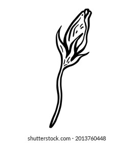 Blütenknospe. Handgezeichnete Vektorgrafik. Einfarbige Schwarzweiß-Tintenskizze. Line Art. Einzeln auf weißem Hintergrund. Farbseite.