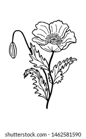 flower bud poppy coloring book. Vector illustration of hand drawing