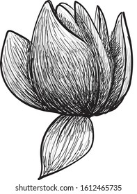 flower bud tulip graphics drawing engraving vector