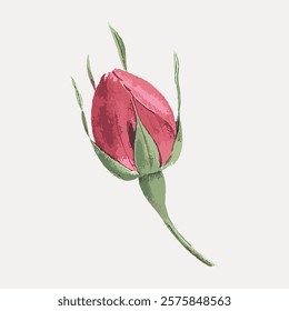 Flower bud vintage red rose, vintage vector element. Red flower floral botanical drawing illustration. Vintage red flower plant art drawing. French rose art illustration.