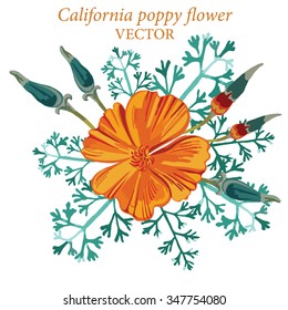 Flower, buds and leaves of california poppy isolated on white background. Handdrawn vector illustration.