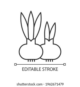 Flower bulbs linear icon. Short stem with fleshy leaves that function as food storage. Thin line customizable illustration. Contour symbol. Vector isolated outline drawing. Editable stroke