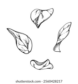 Flower bush tree plant leaves foliage hand drawn in ink vector, lilac poplar beech elm pear apple plum. Isolated botanical illustration. Wedding, florist shop, scrapbooking, decoupage, cosmetics..